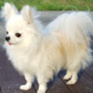 Meet your Posher, Pamela